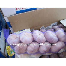 supply 2011 fresh laiwu garlic with favorable price